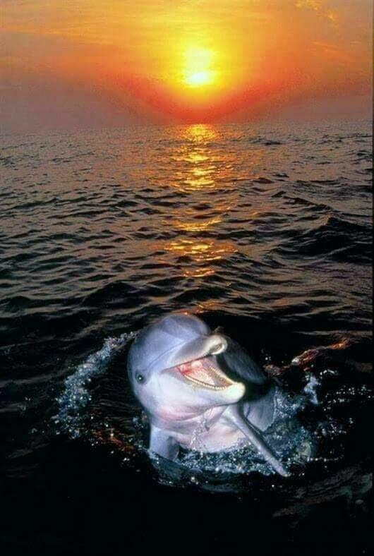 Aspra al delfino bianco Appartamento Bagheria Esterno foto
